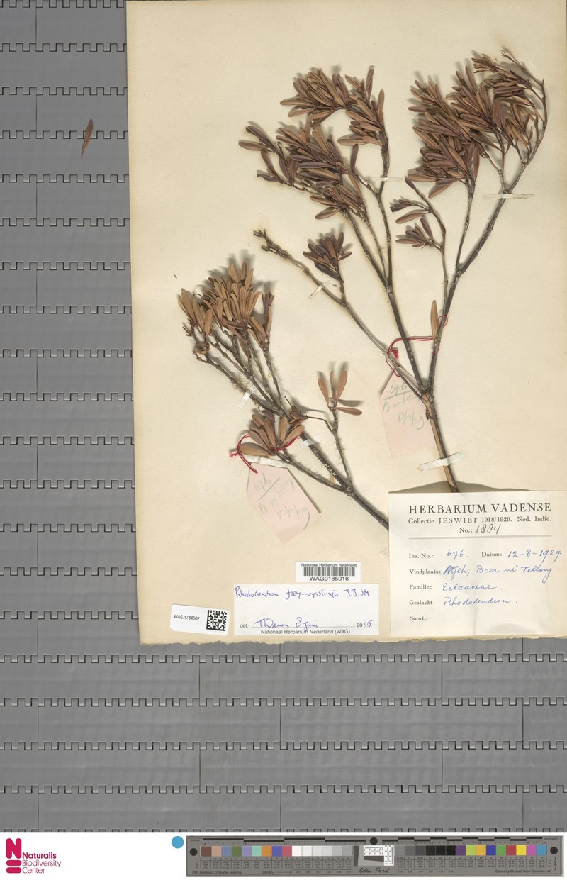 Rhododendron frey-wysslingii photo 3