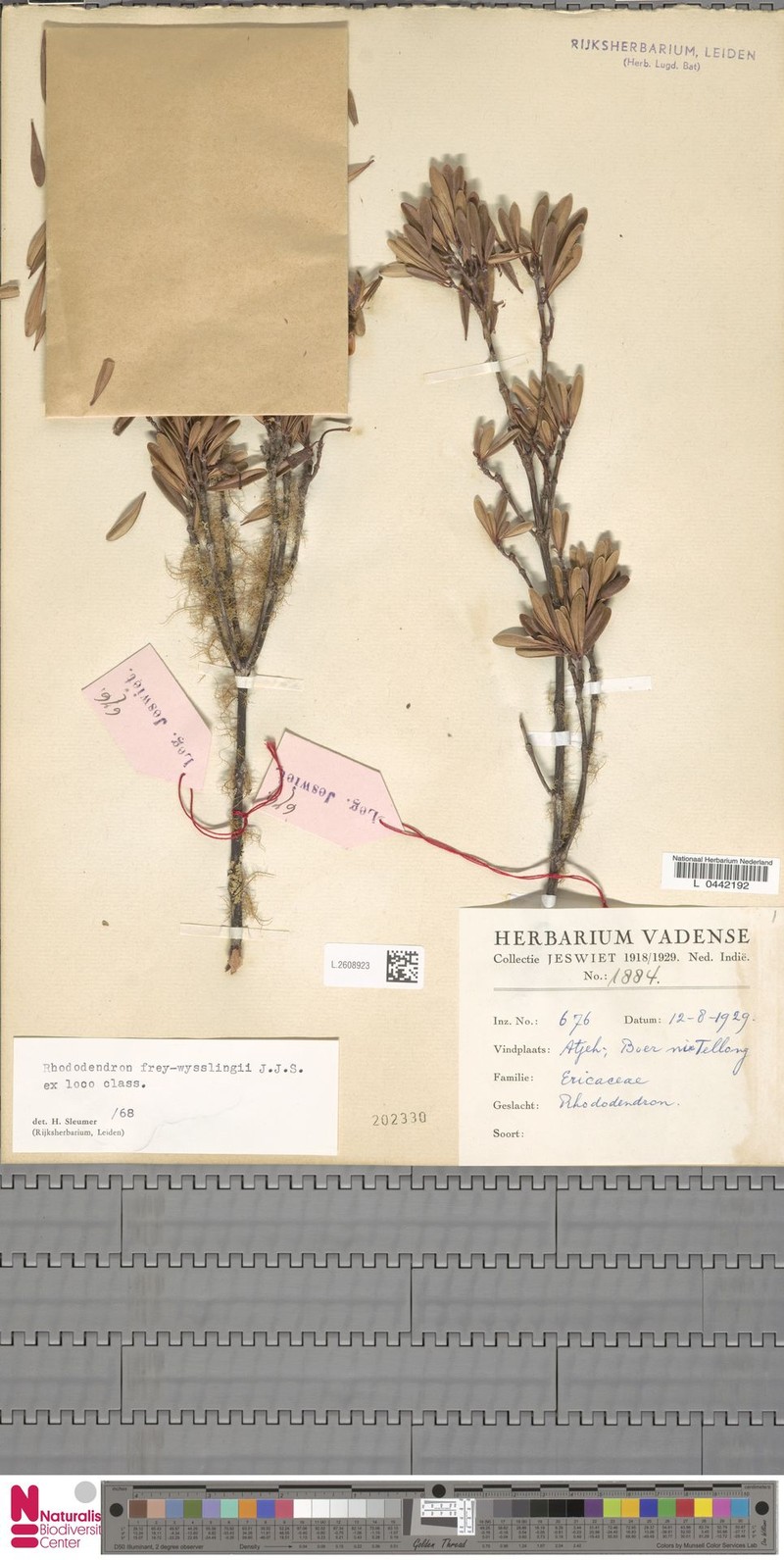 Rhododendron frey-wysslingii photo 4