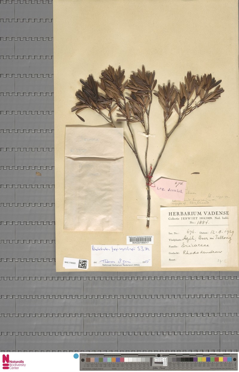 Rhododendron frey-wysslingii photo 6
