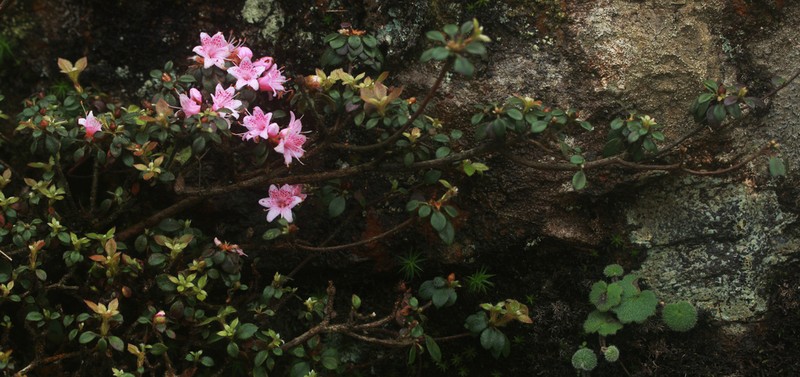 Rhododendron fuchsiifolium