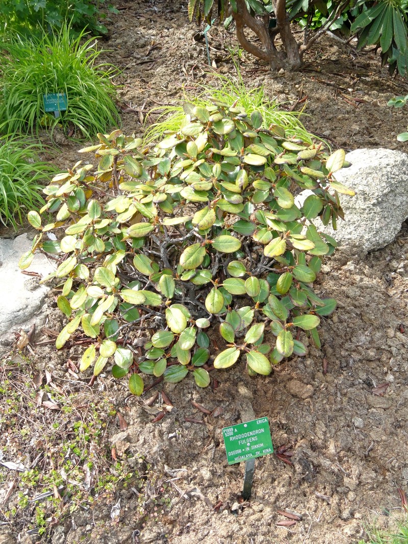 Rhododendron fulgens