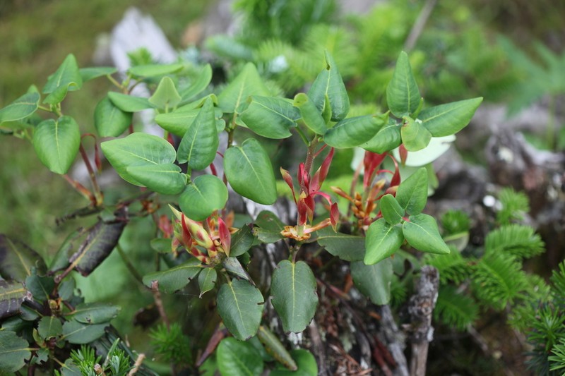 Rhododendron fulgens photo 2