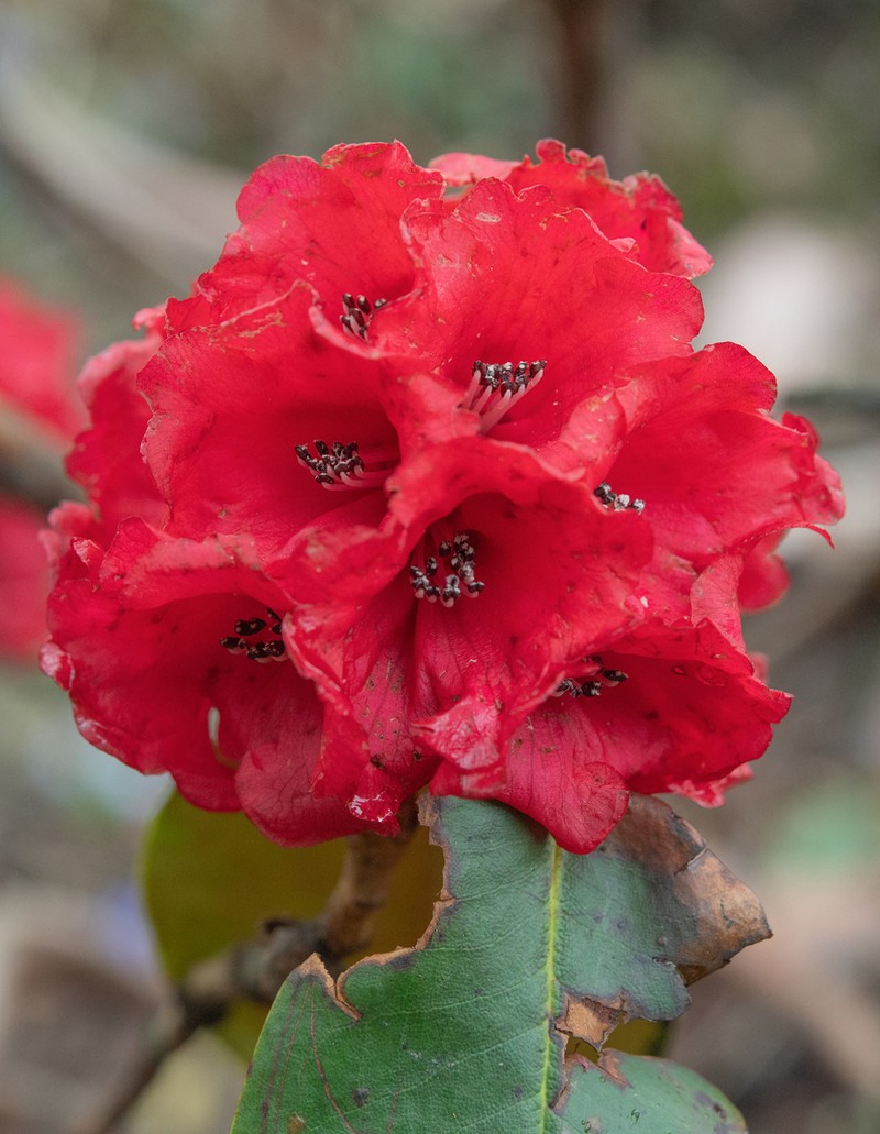 Rhododendron fulgens photo 3