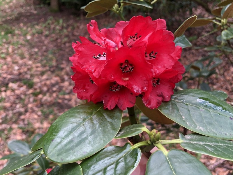 Rhododendron fulgens photo 4