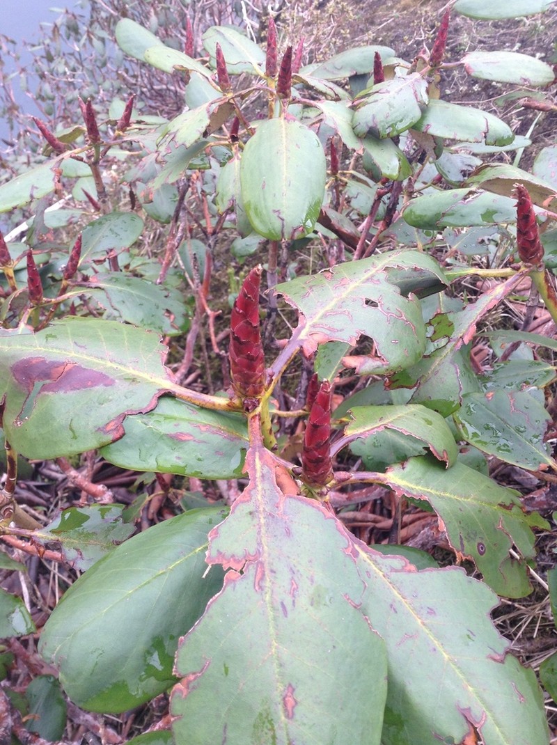 Rhododendron fulgens photo 5
