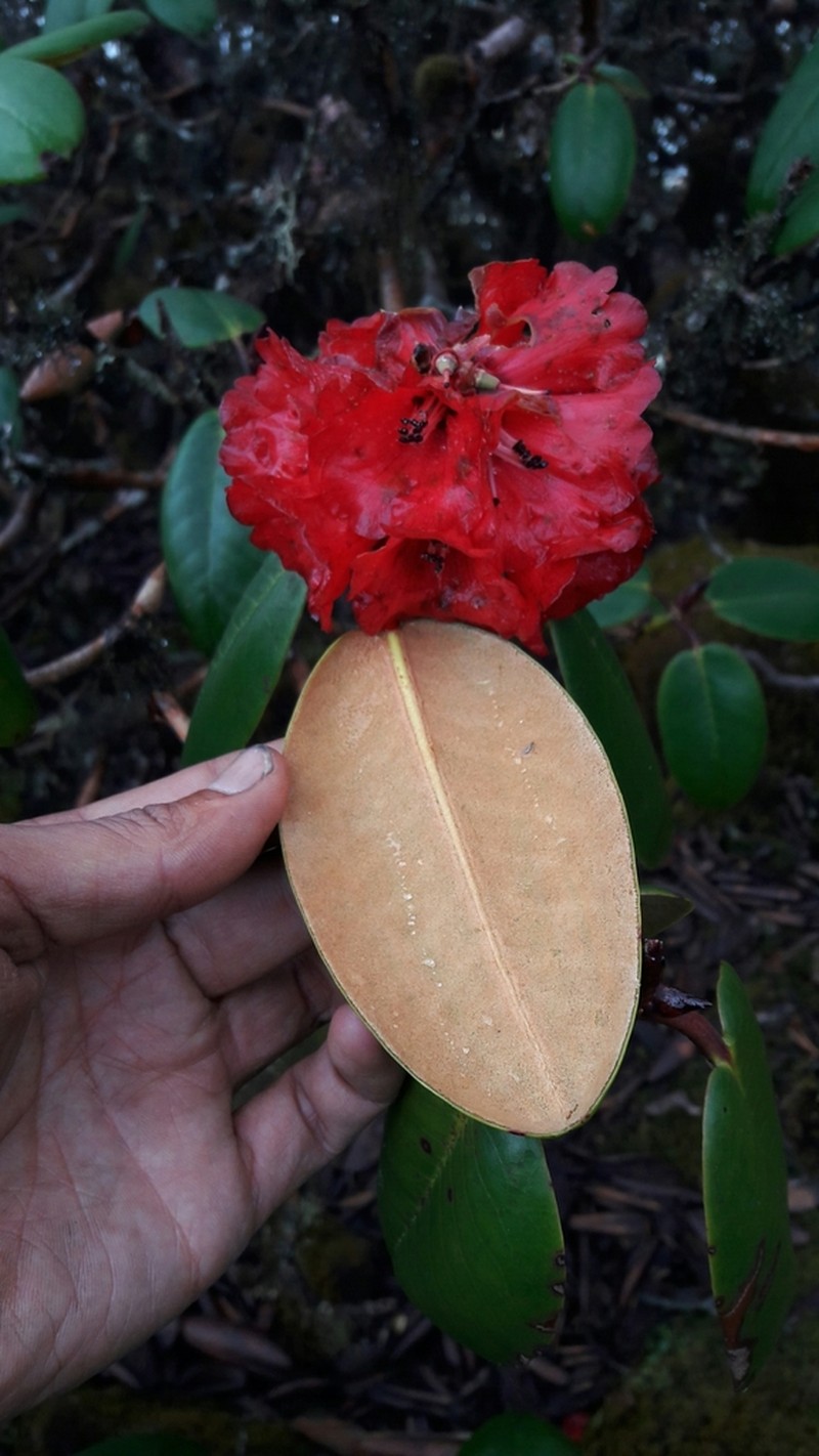 Rhododendron fulgens photo 6