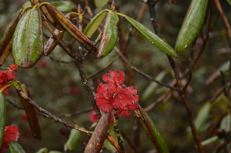 Rhododendron fulgens photo 7