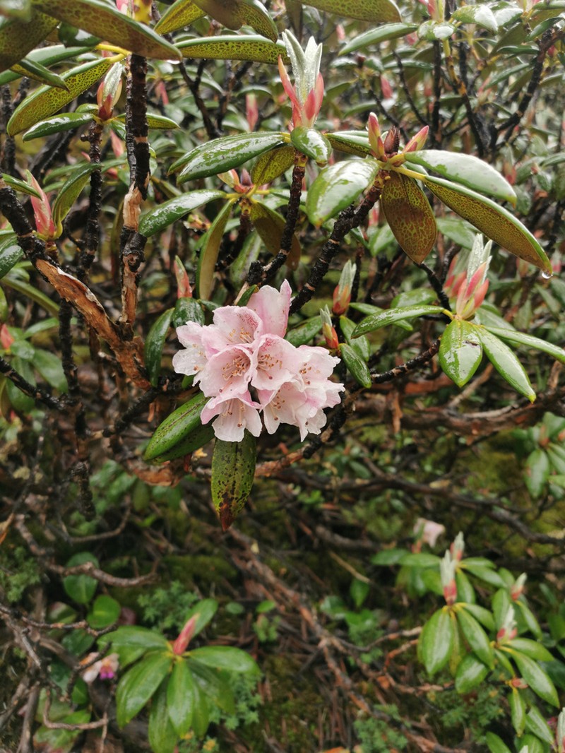 Rhododendron fulvum photo 2