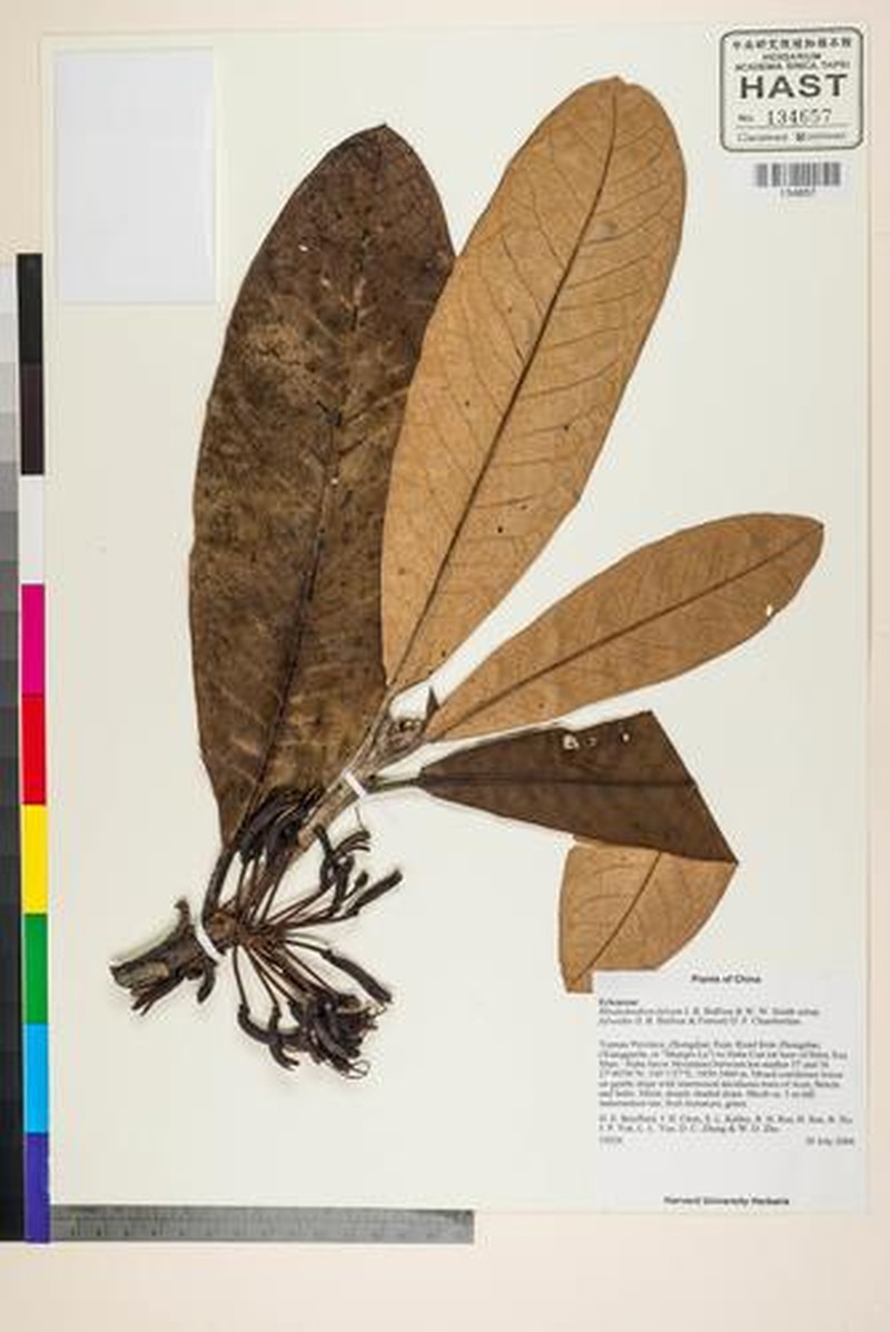Rhododendron fulvum photo 4