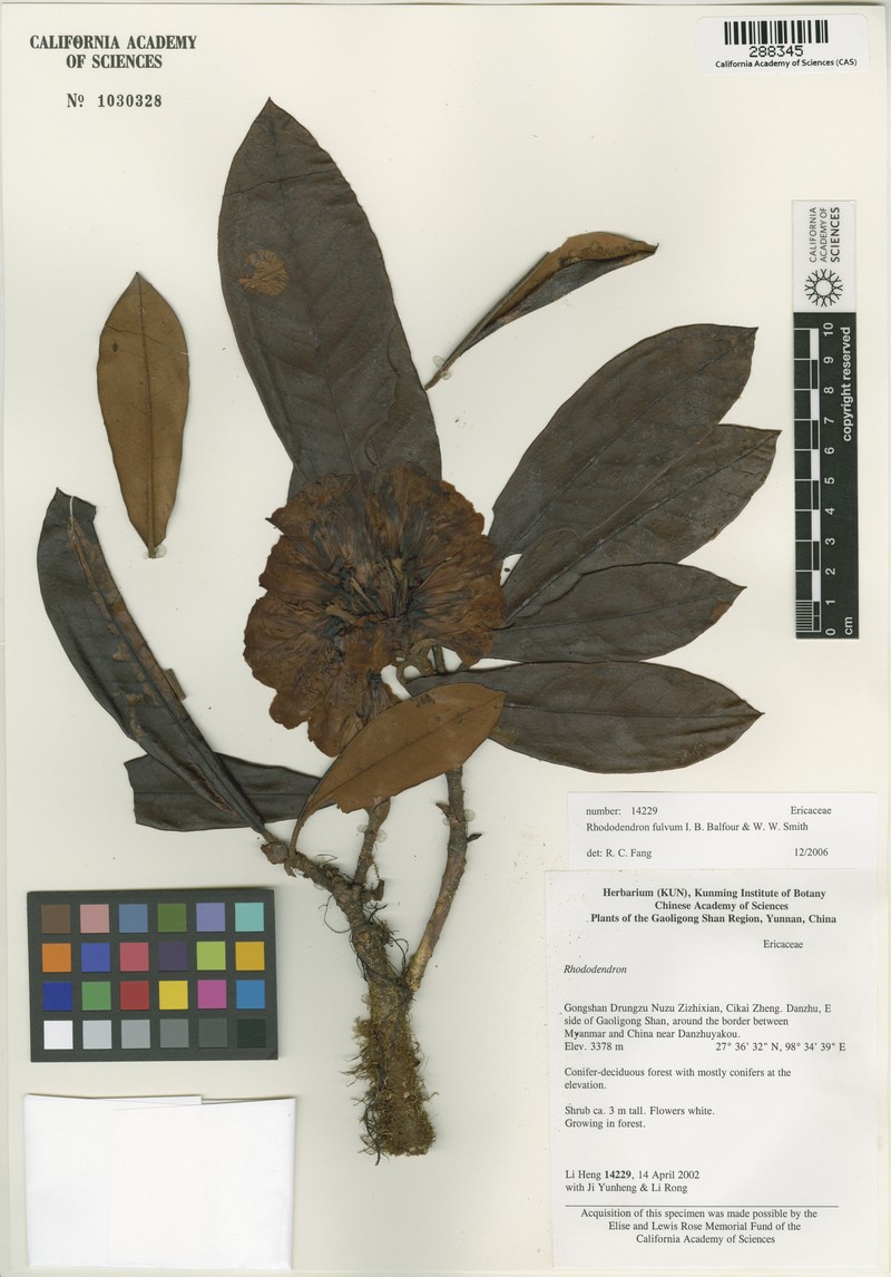 Rhododendron fulvum photo 5
