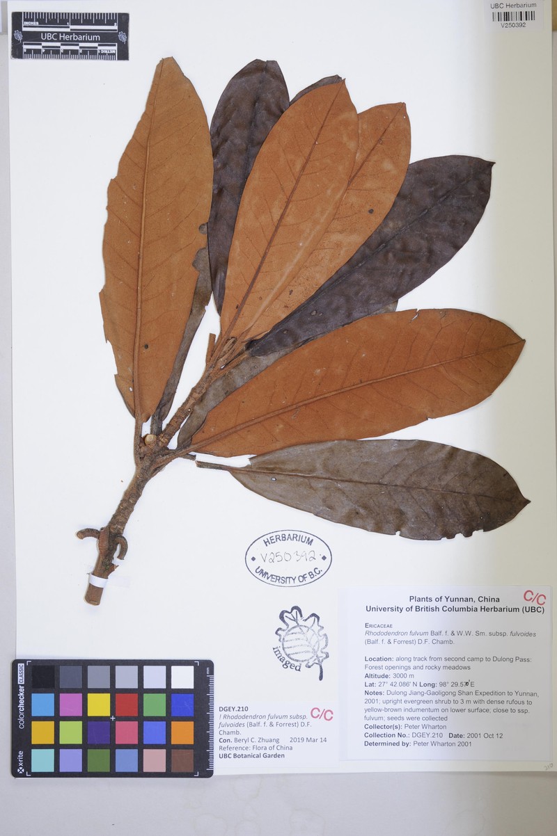 Rhododendron fulvum photo 7