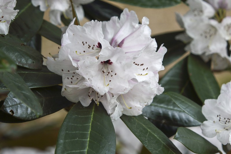 Rhododendron fulvum subsp. fulvum