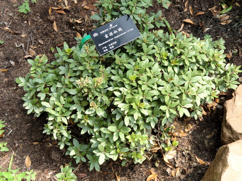 Rhododendron fuyuanense