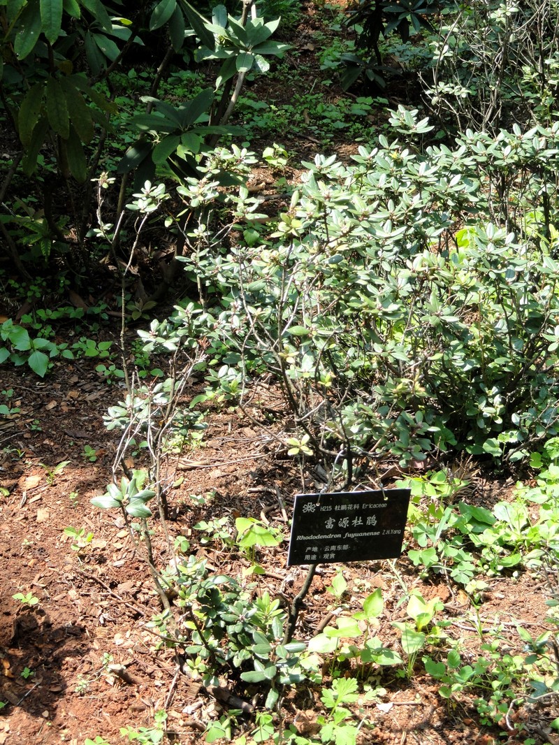 Rhododendron fuyuanense photo 2