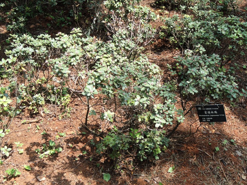 Rhododendron fuyuanense photo 3