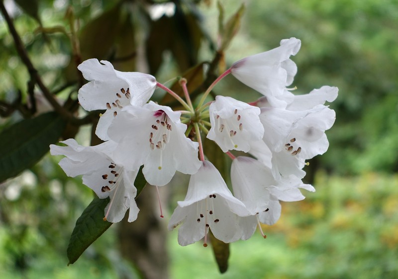 Rhododendron galactinum