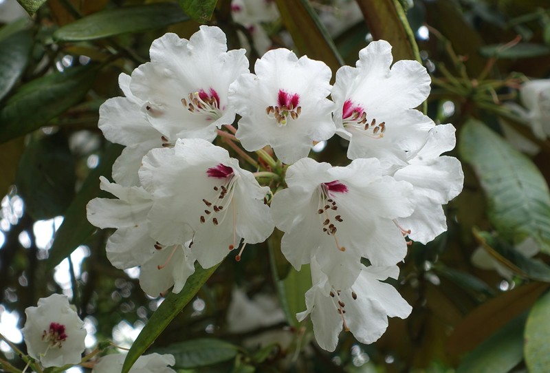 Rhododendron galactinum photo 2