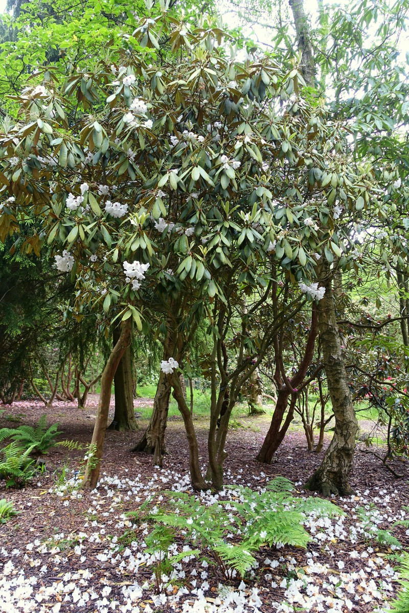 Rhododendron galactinum photo 3