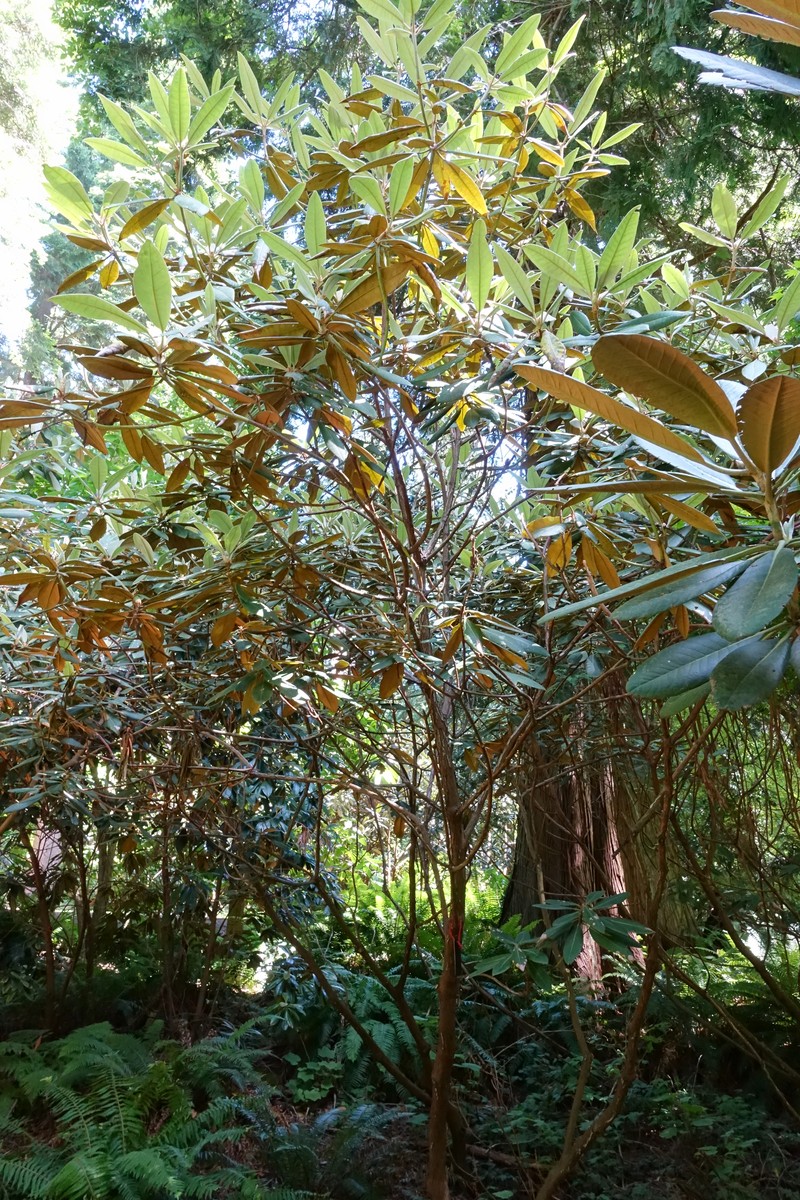 Rhododendron galactinum photo 4