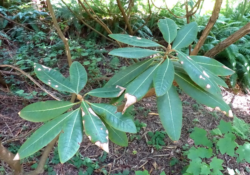Rhododendron galactinum photo 5