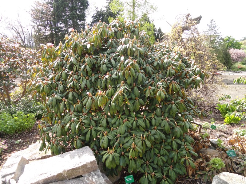 Rhododendron galactinum photo 6