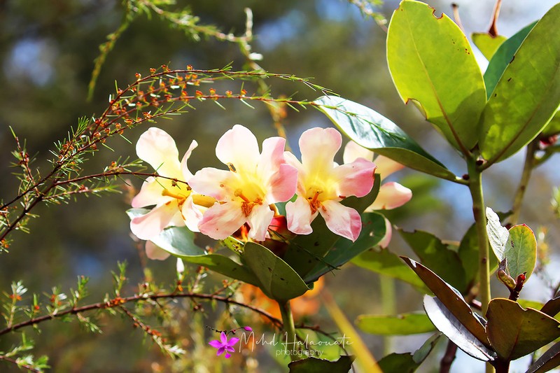 Rhododendron gardenia