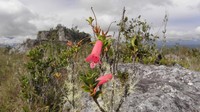 Rhododendron gaultheriifolium