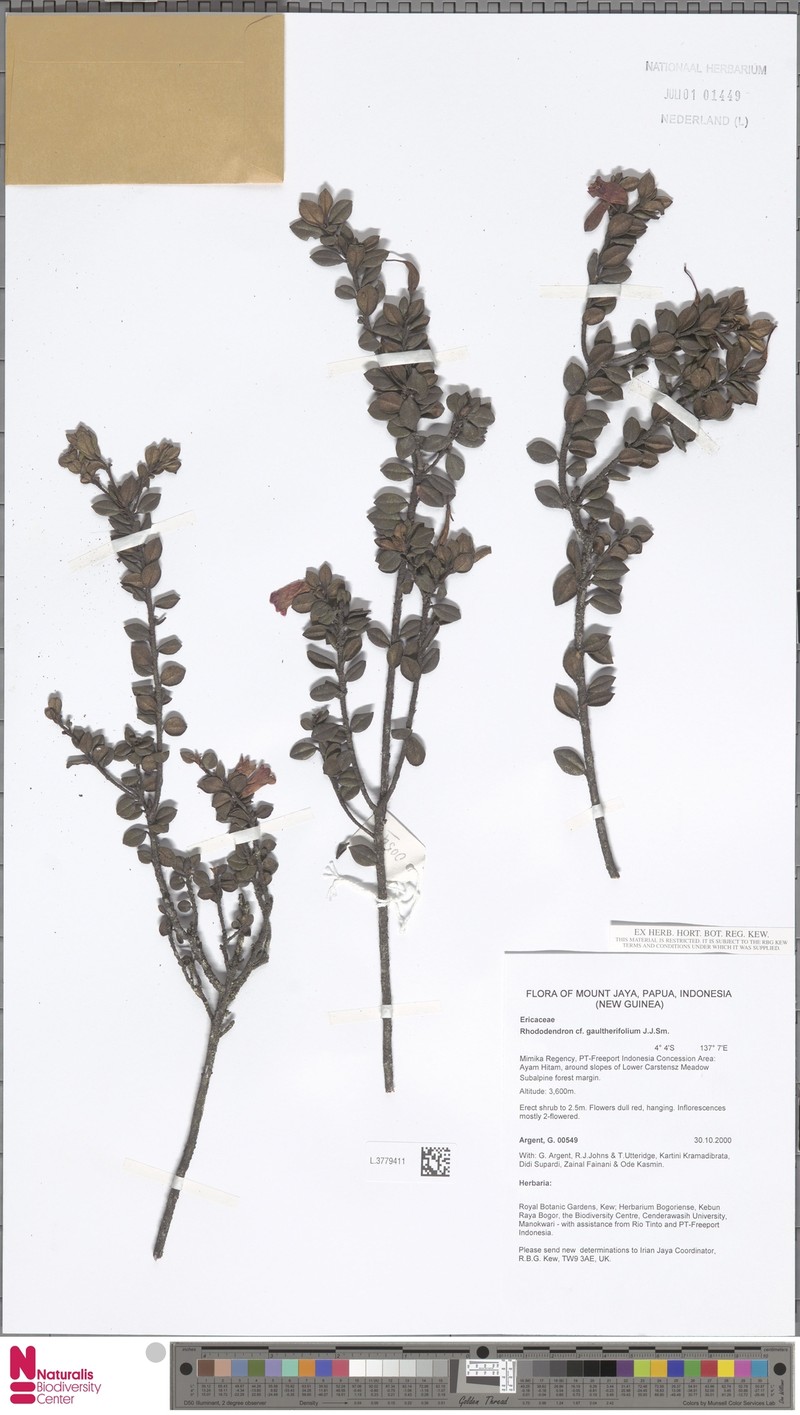 Rhododendron gaultheriifolium photo 8