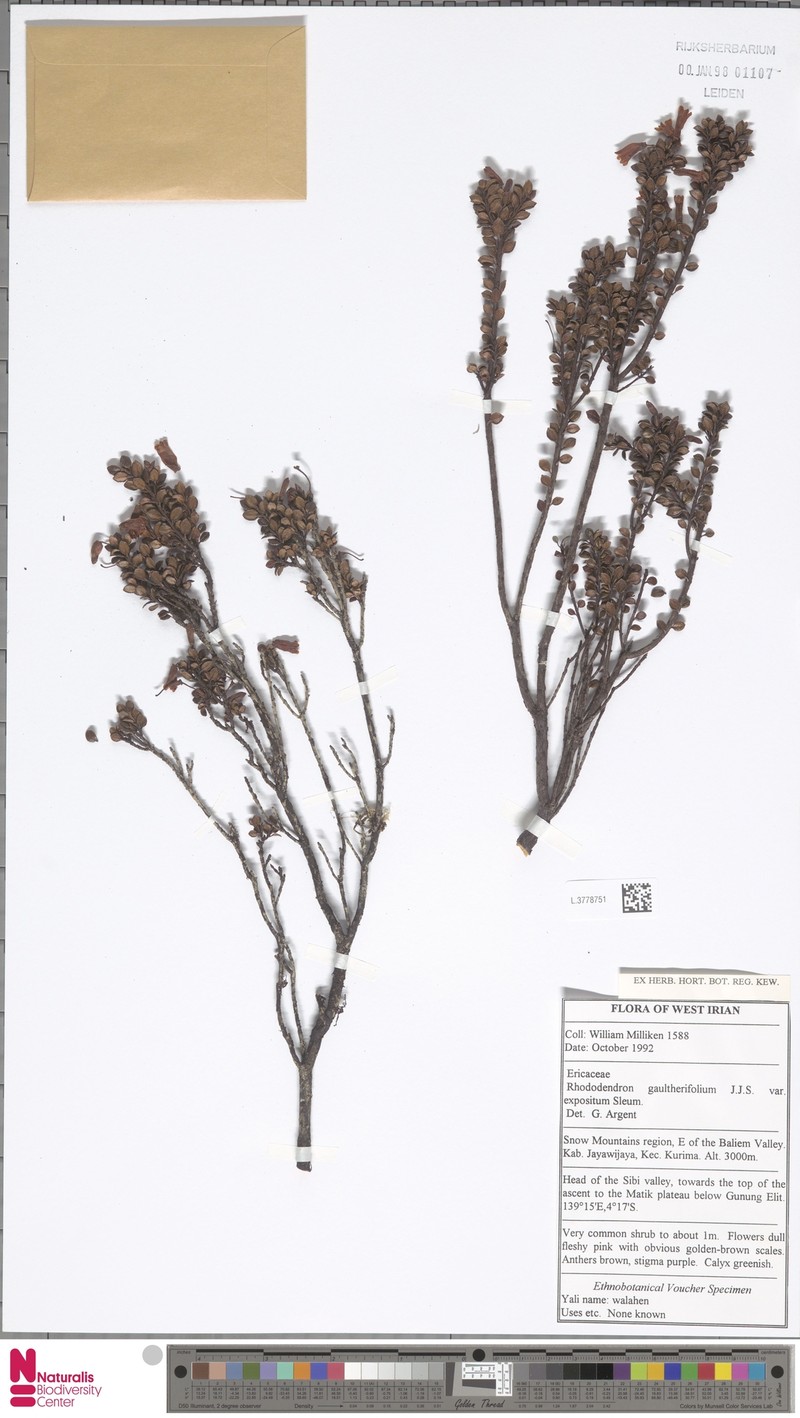 Rhododendron gaultheriifolium var. expositum