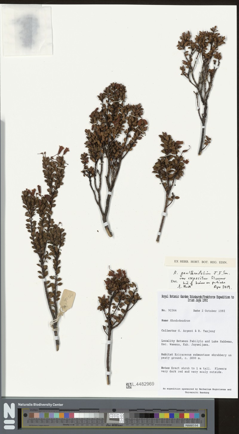 Rhododendron gaultheriifolium var. expositum photo 2