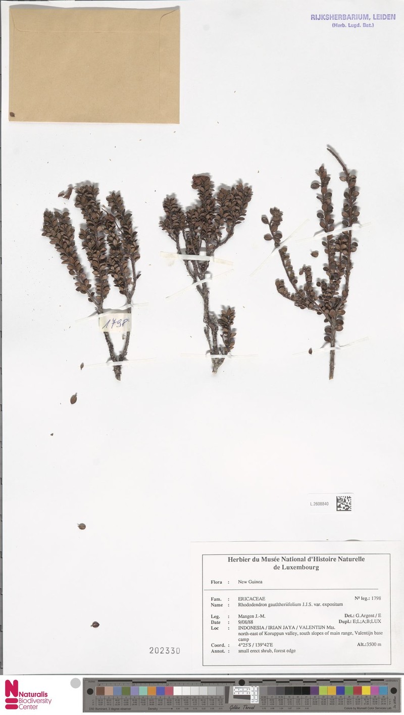 Rhododendron gaultheriifolium var. expositum photo 3