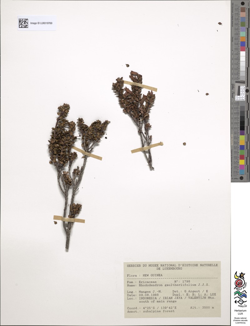 Rhododendron gaultheriifolium var. expositum photo 4