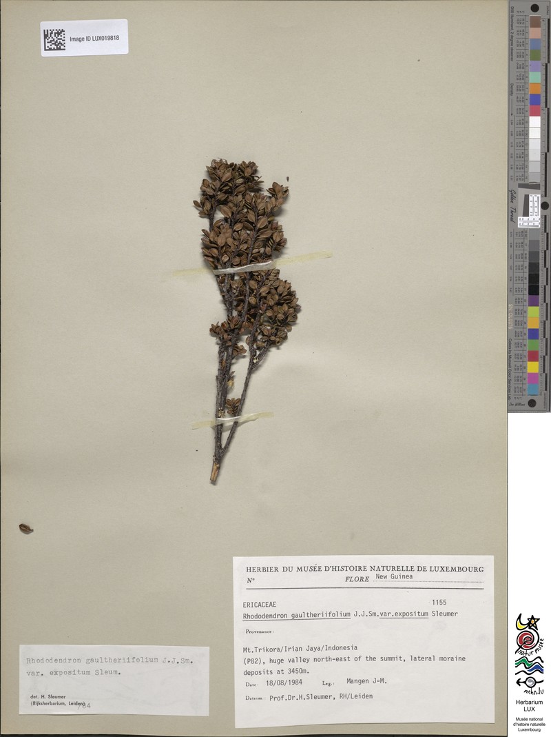 Rhododendron gaultheriifolium var. expositum photo 5