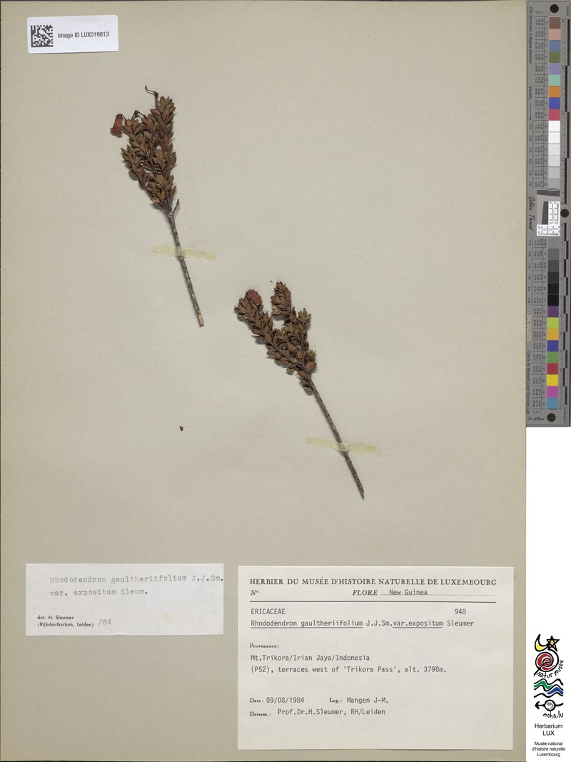 Rhododendron gaultheriifolium var. expositum photo 6
