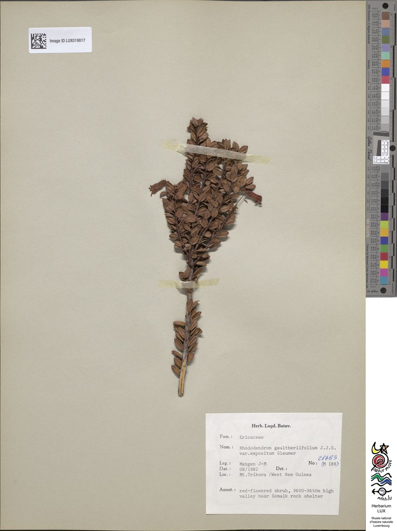 Rhododendron gaultheriifolium var. expositum photo 7