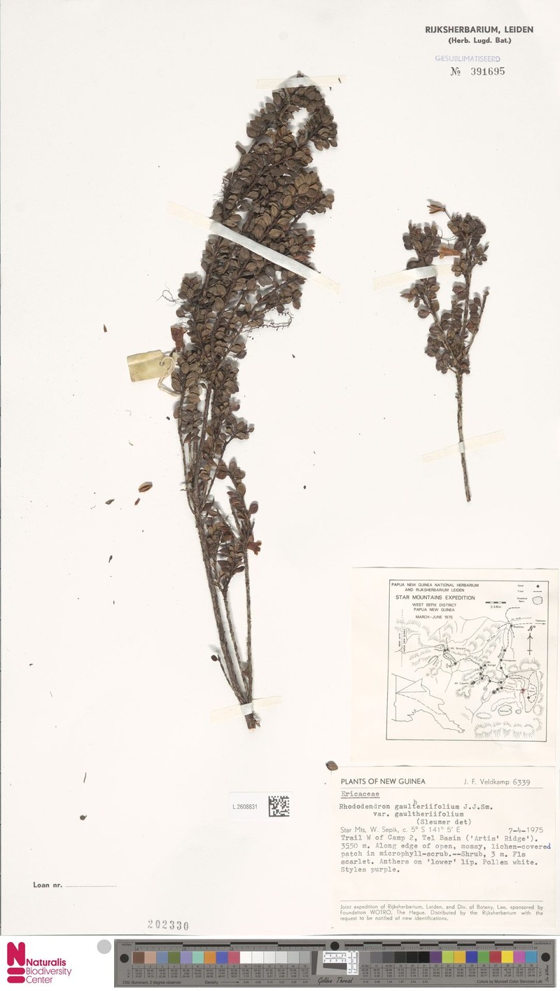 Rhododendron gaultheriifolium var. gaultheriifolium