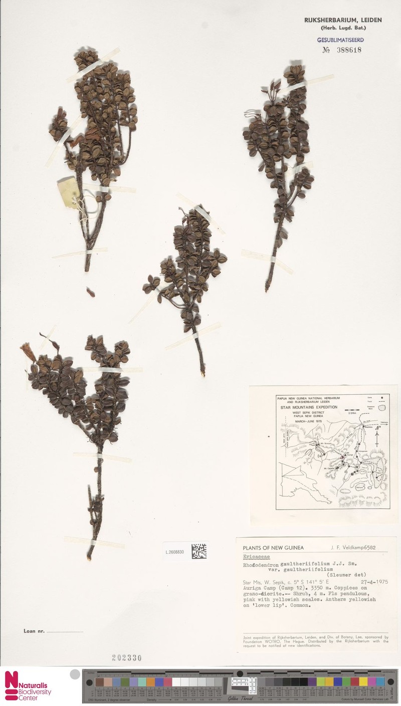 Rhododendron gaultheriifolium var. gaultheriifolium photo 2
