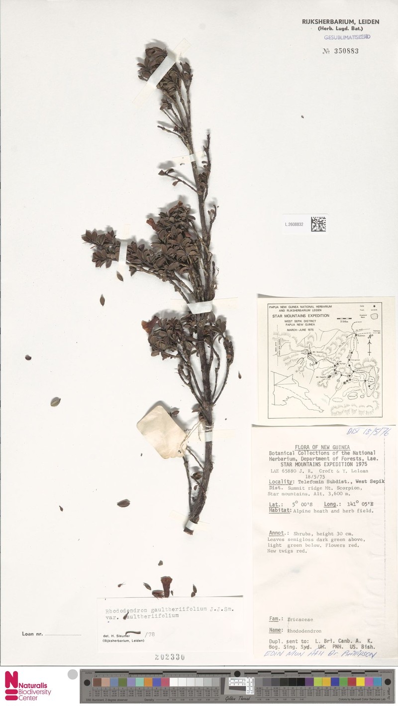 Rhododendron gaultheriifolium var. gaultheriifolium photo 3