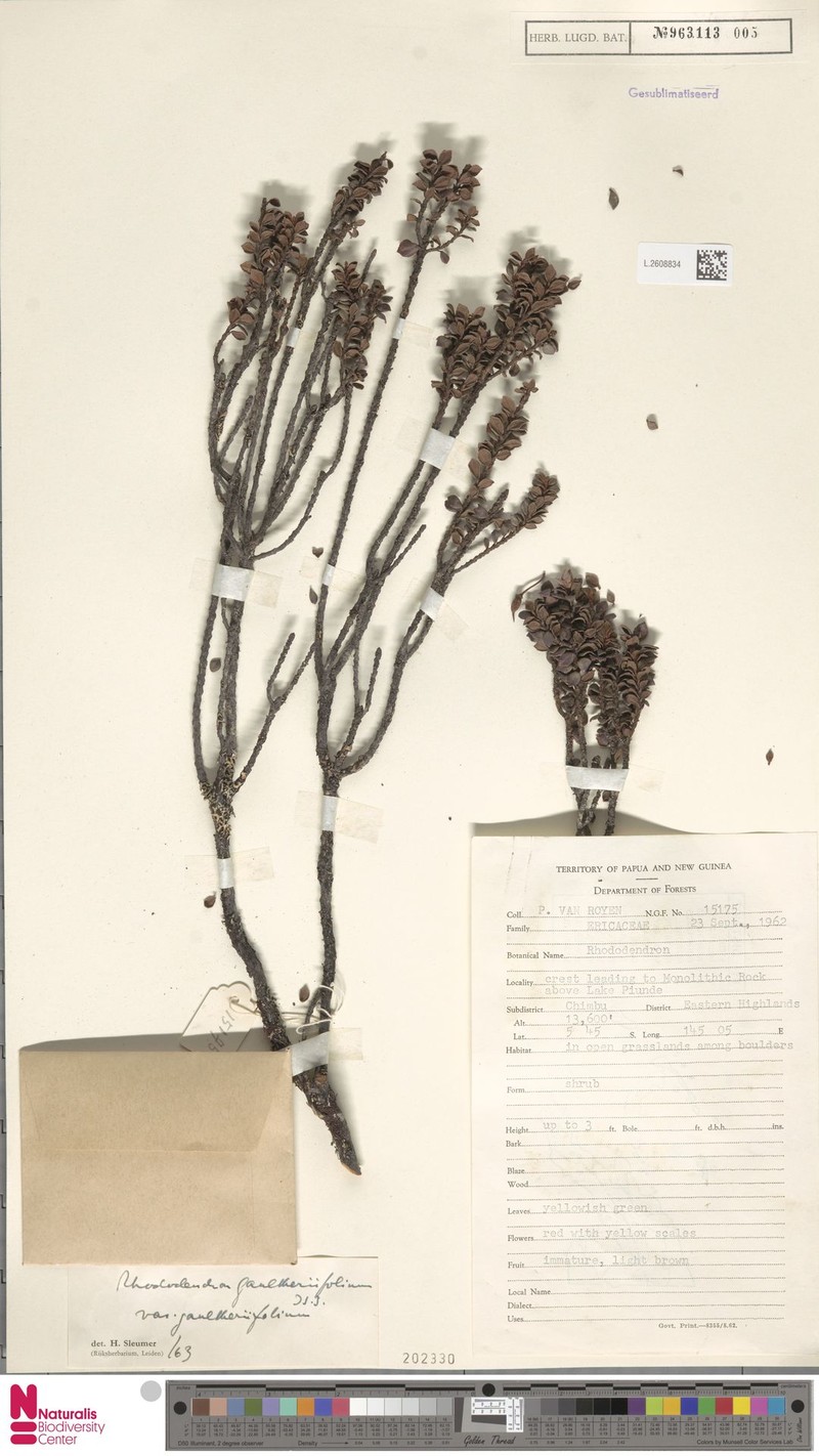 Rhododendron gaultheriifolium var. gaultheriifolium photo 4
