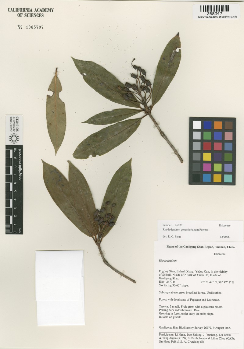 Rhododendron genestierianum
