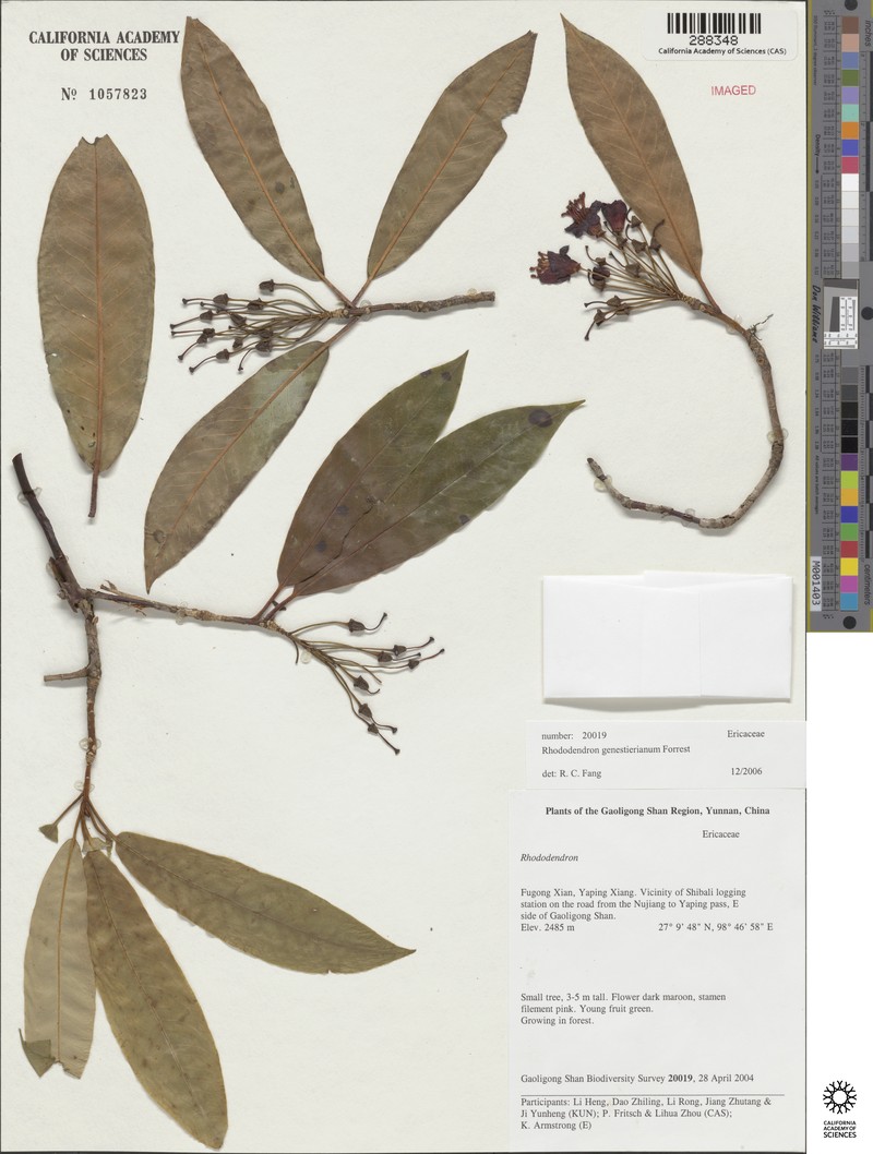 Rhododendron genestierianum photo 2
