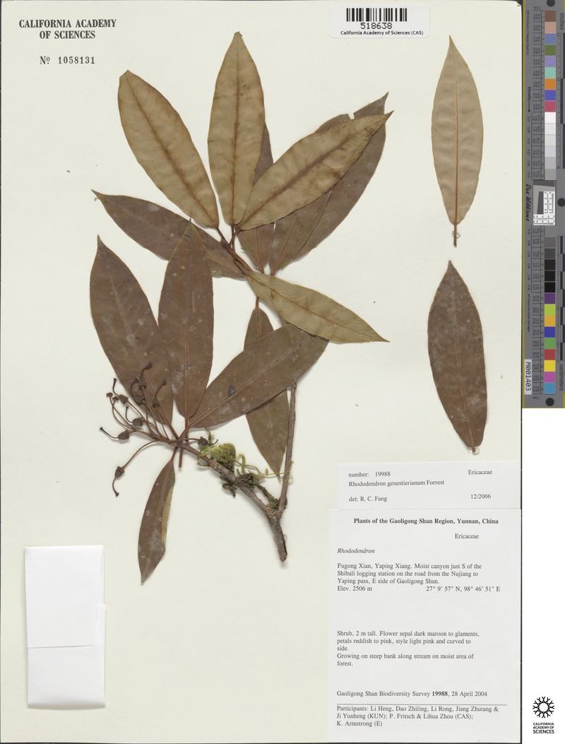 Rhododendron genestierianum photo 3