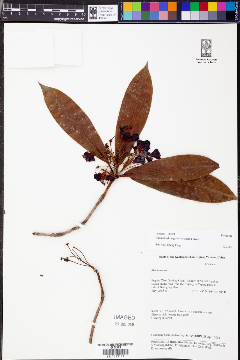 Rhododendron genestierianum photo 4