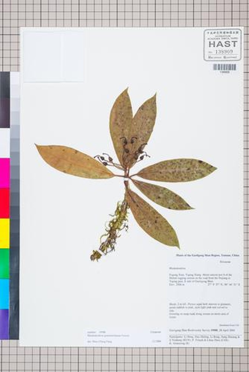 Rhododendron genestierianum photo 5
