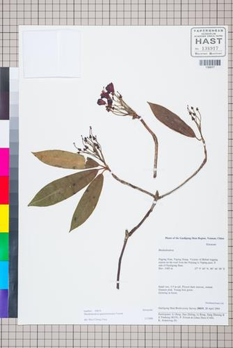 Rhododendron genestierianum photo 6