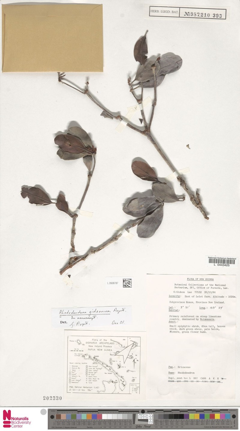 Rhododendron gideonii