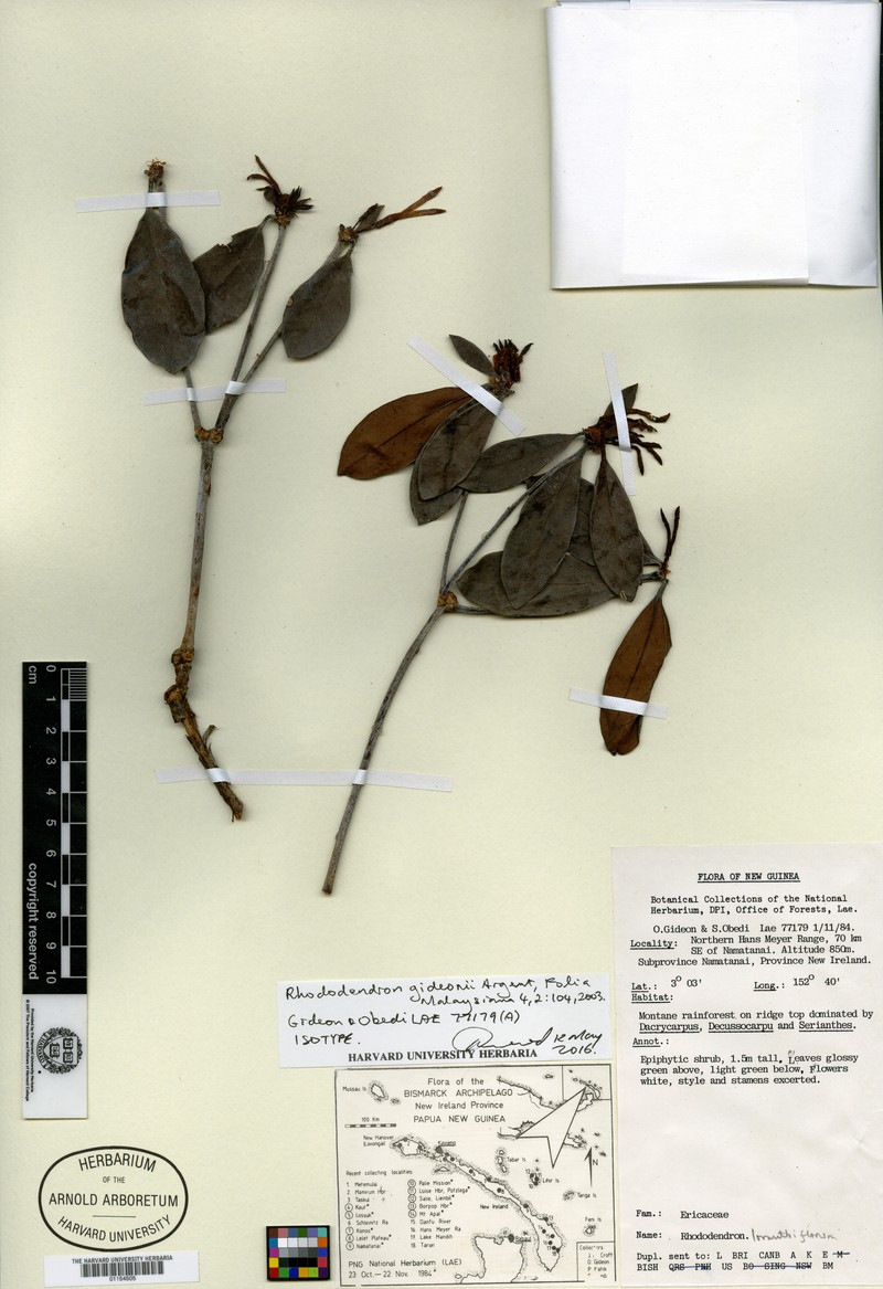 Rhododendron gideonii photo 2