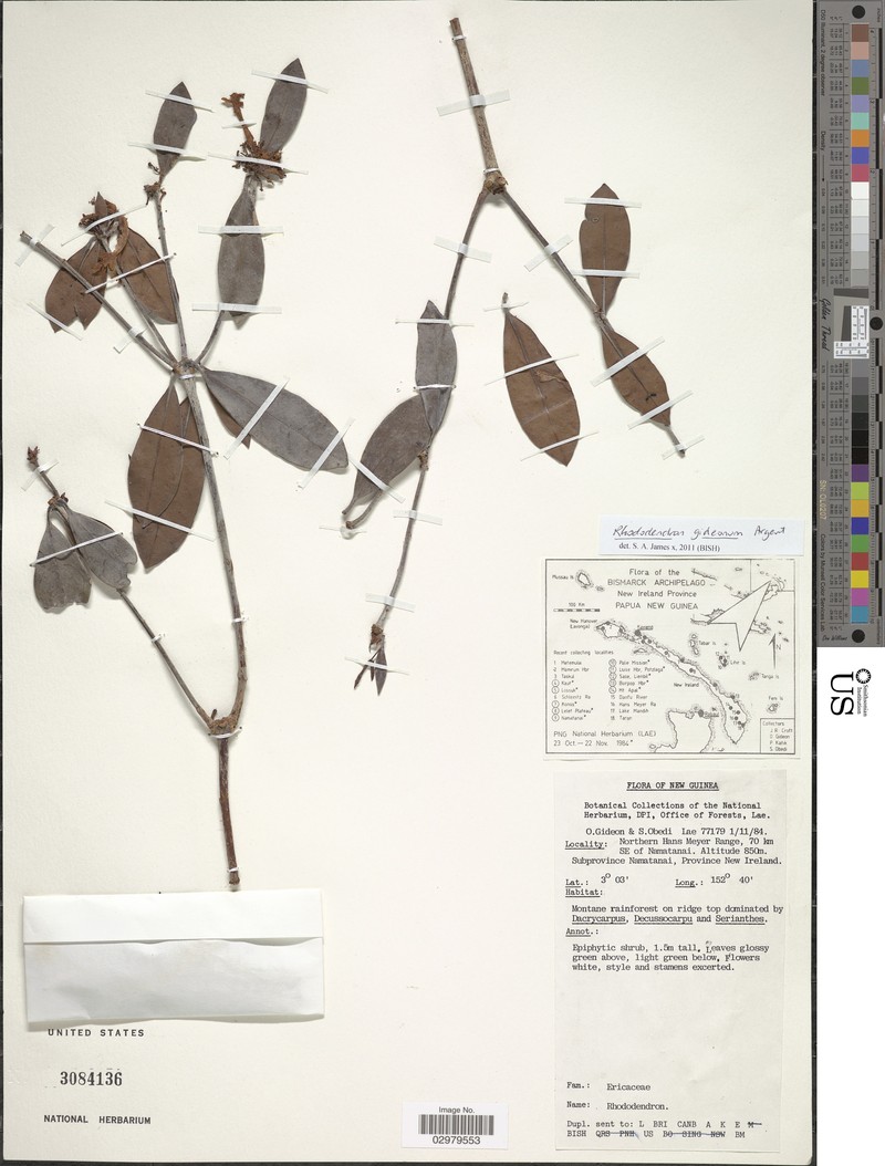 Rhododendron gideonii photo 3