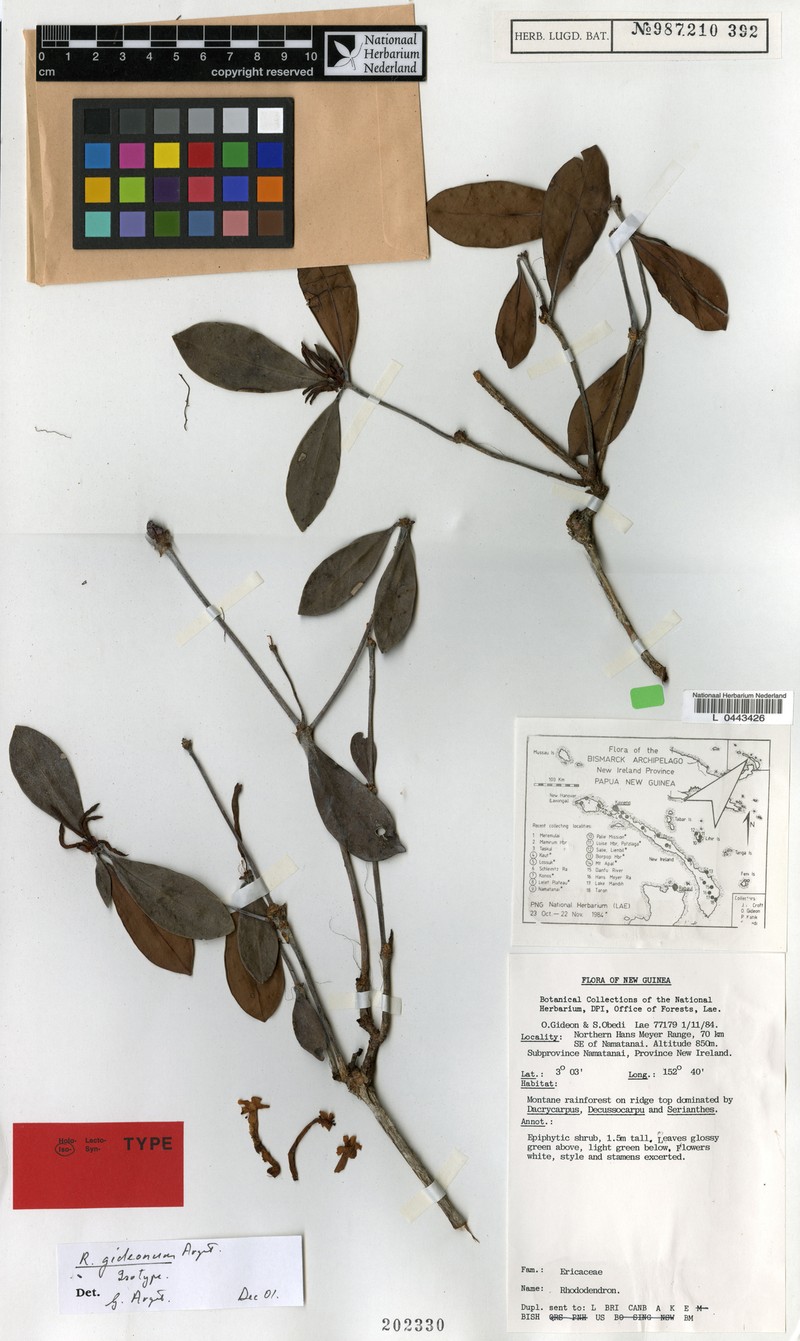 Rhododendron gideonii photo 4