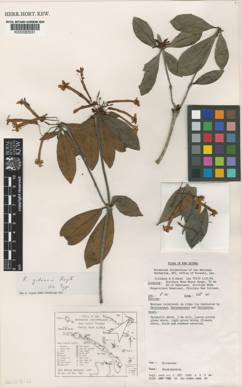 Rhododendron gideonii photo 5